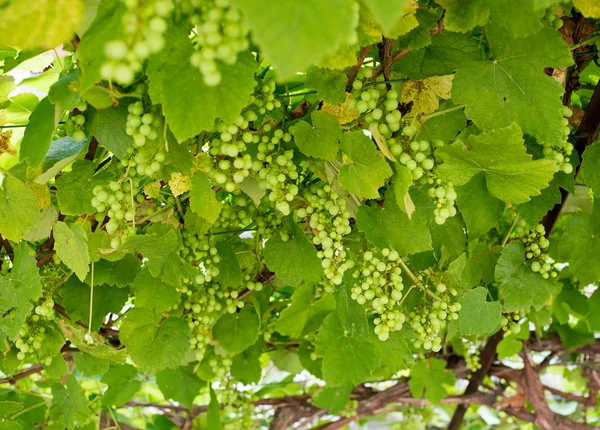 Looking up from below at green grapes on a vine — Stock Photo, Image