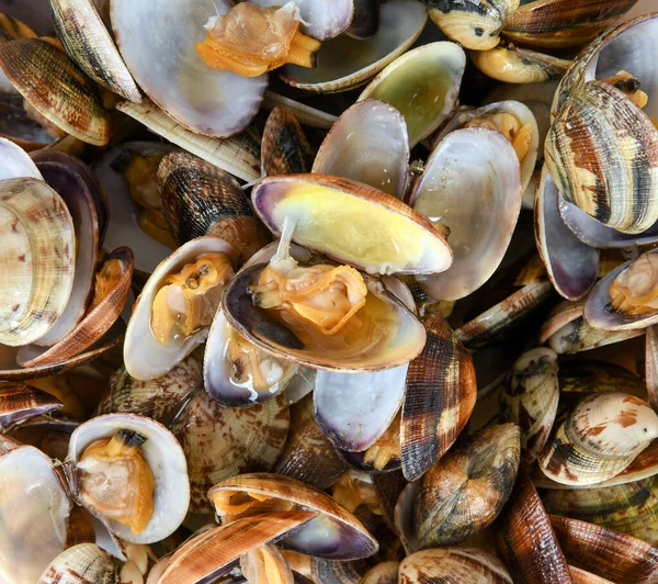 Textura Fondo Almejas Frescas Sus Conchas Con Una Que Muestra —  Fotos de Stock