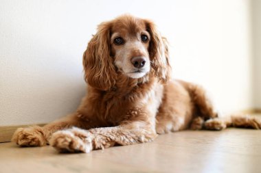 Sevimli sarışın cocker spaniel yerde dinleniyor. Düşük açılı bir manzarayla köpek evde kameraya dikkatlice bakıyor.