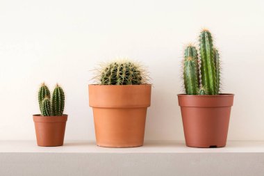 Beyaz duvardaki gri rafta bulunan kahverengi çömlek içindeki yeşil kaktüslerin ev dekorasyonu