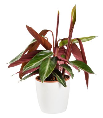 Calathea triostar saksı bitkisi, beyaz üzerine izole edilmiş yakın bir kenar görünümde tipik bir dua bitkisi olan süs bitkisinin kıvrımlarını ya da sarmalanmasını gösterir.