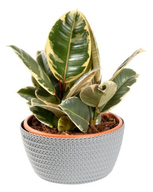 Ficus elastica var 'ın oldukça çeşitli renklerde süslü yaprakları. Çiçek saksısında bir Tineke, örülmüş sepetle beyaza izole edilmiş, yakın bir görüntüde.