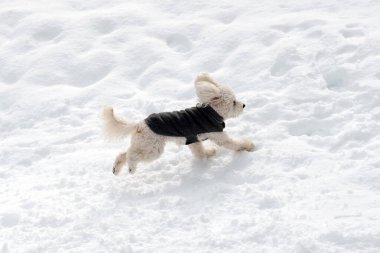 Güneşli kış gününde temiz kar üzerinde koşan beyaz kaniş yüksek açılı ceketli.