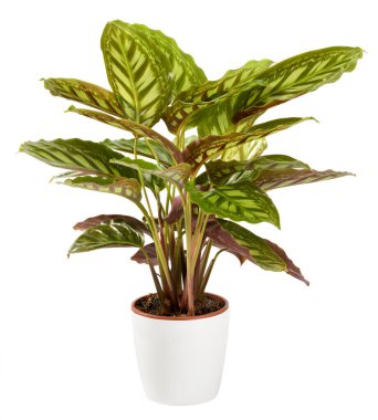 Beyaza izole edilmiş beyaz bir saksıda bulunan Calathea maranta bitkisinin üç renkli süslemeleri var.