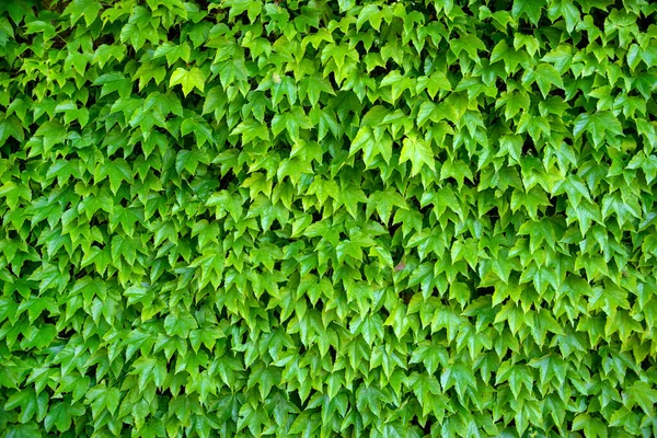 Enredadera Verde Denso Vid Trepadora Una Pared Jardín Primer Plano —  Fotos de Stock