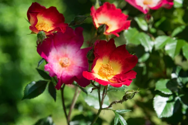 Bunte Rote Und Gelbe Einzelrose Einem Strauch Garten Umgeben Von — Stockfoto