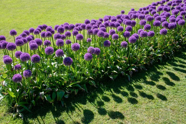 緑色の芝生を持つ正式な庭で春または夏にカラフルな紫色のディスプレイを作成する巨大なアリウムの花で植えられた斜めの花壇 — ストック写真