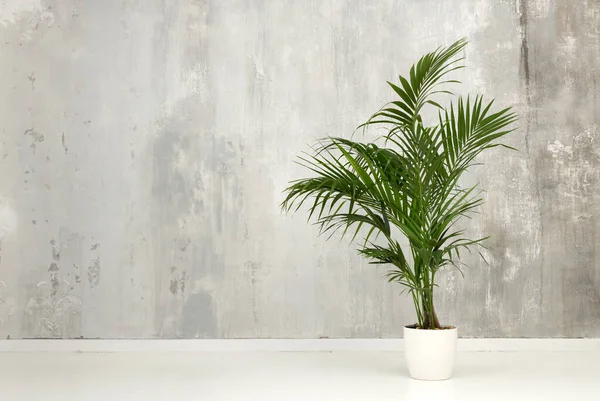 Hoja Verde Maceta Kentia Palmera Contra Una Pared Interior Gris —  Fotos de Stock