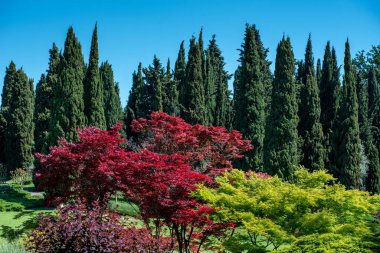 Süslü Japon akçaağaç ağaçları, renkli kırmızı yapraklarıyla büyük bir bahçede mavi gökyüzüne karşı uzun yeşil Akdeniz selvileri.