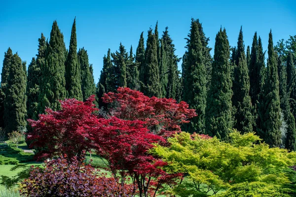 Ornamental Japanese Maple trees with their colorful red leaves in a large garden with backdrop of tall green Mediterranean cypresses against a blue sky