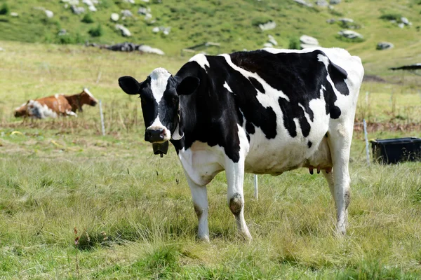 Vaca holandesa preta e branca — Fotografia de Stock