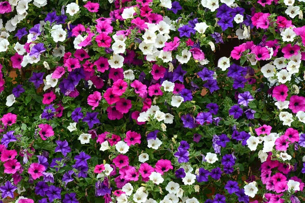 Floral achtergrond van kleurrijke Petunia 's — Stockfoto