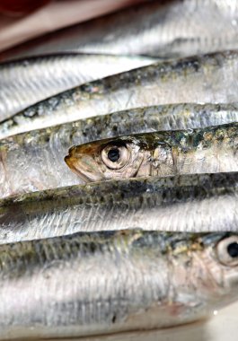 ham bluetailed balık yakın çekim