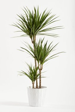 bir kap içinde saksı bitki yucca