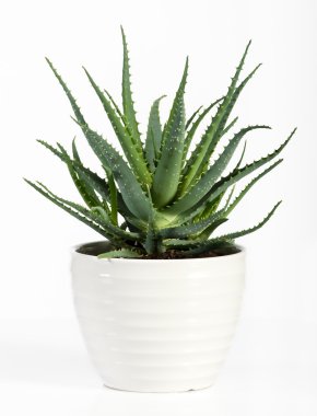 İzole Aloe Vera bitki üzerinde beyaz Pot