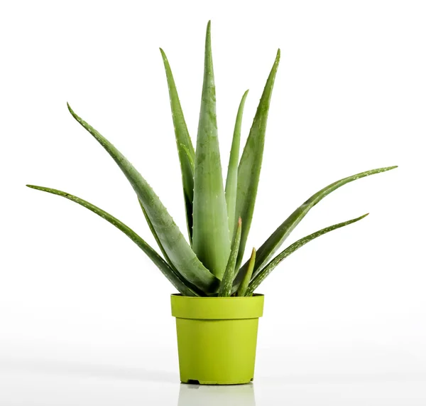 Rostliny Aloe Vera na žluté zelené Pot — Stock fotografie