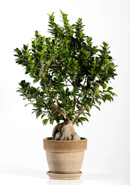 Ginseng Ficus Bonsai Tree on Brown Pot — Stock Photo, Image