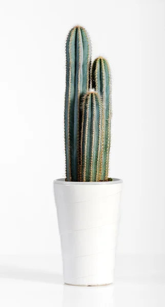 Planta de cactus verde oscuro en maceta blanca —  Fotos de Stock