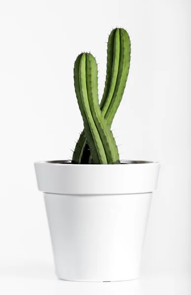 Fresh Look Cactus Plant on White Pot — Stock Photo, Image