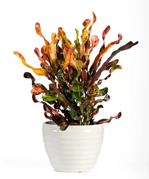 Planta de Floração de Croton em vaso branco — Fotografia de Stock