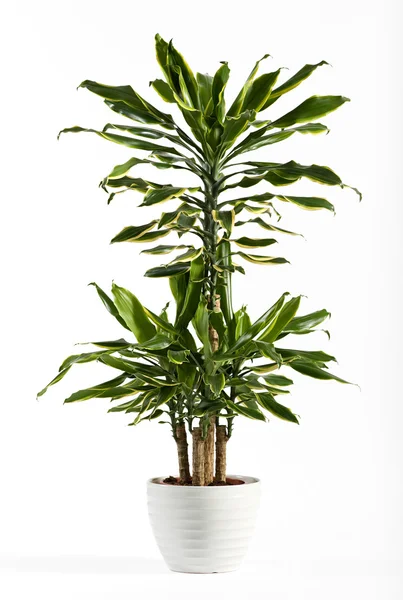 Fresco olhar Dracaena Fragrans floração planta — Fotografia de Stock