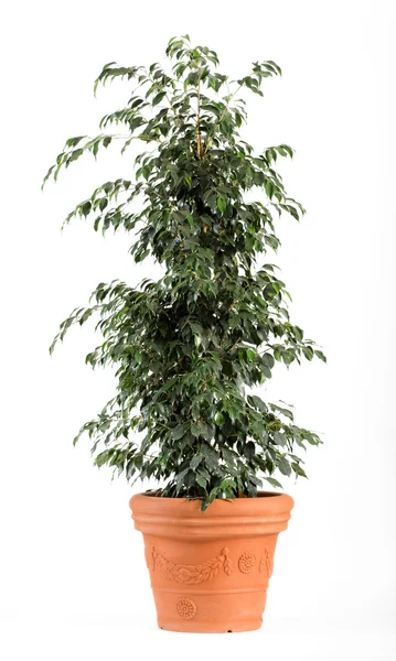 Ficus Benjamina Danielle bitki hafif kahverengi Pot üzerinde — Stok fotoğraf