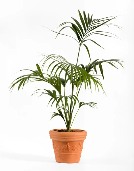 Kenzia-Palme auf gewöhnlichem braunen Topf — Stockfoto