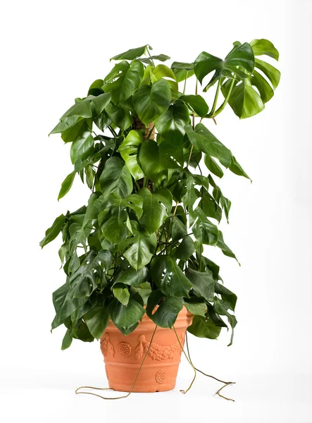 Listová zelená lahodné monstrum rostlina — Stock fotografie