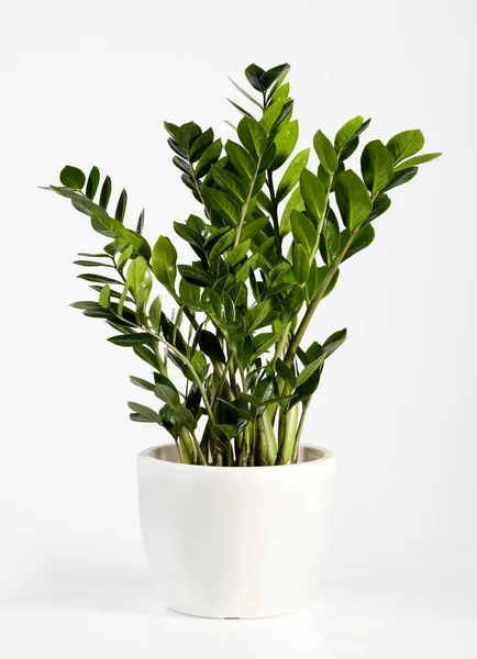 Cultivated Zamioculcas houseplant — Stock Photo, Image