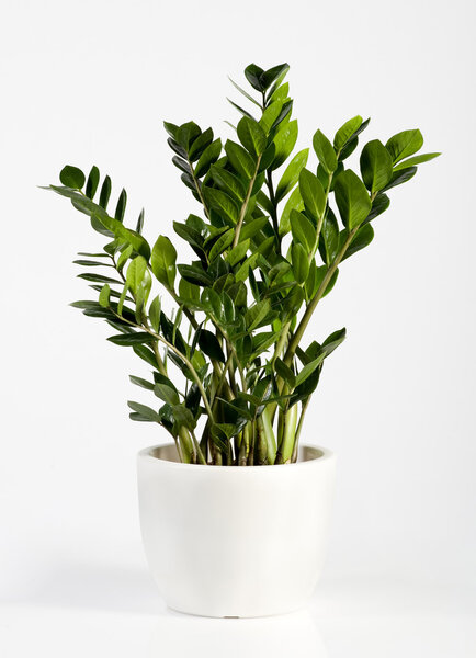 Cultivated Zamioculcas houseplant