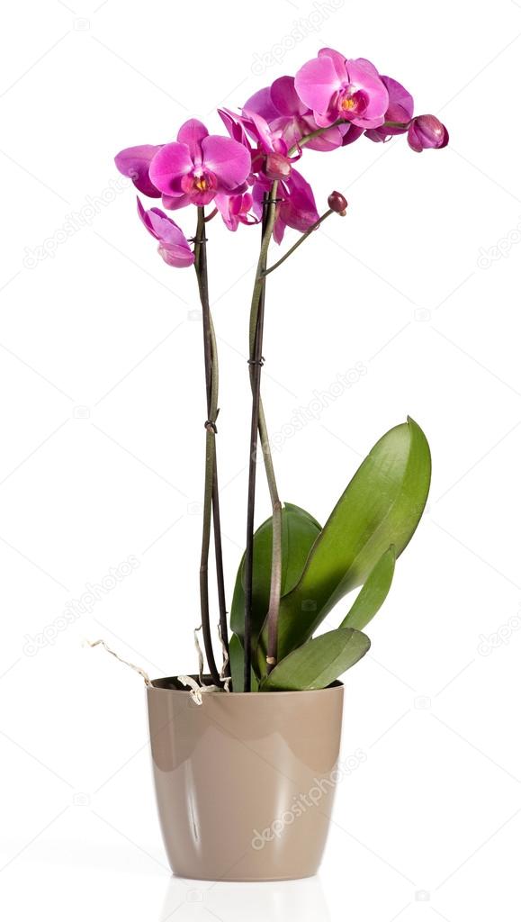 Magenta pink phalaenopsis orchid in a pot