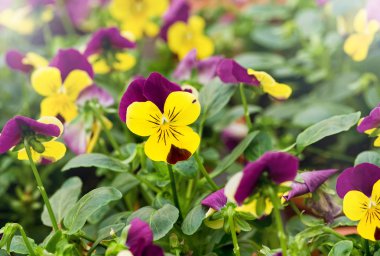 Renkli sarı Menekşe