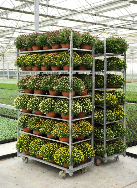 Racks of potted chrysanthemums — Stok Foto