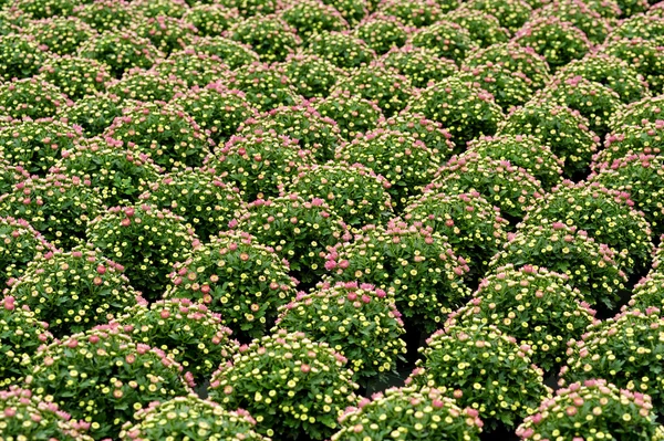 Linhas de plantas de crisântemo ornamentais — Fotografia de Stock