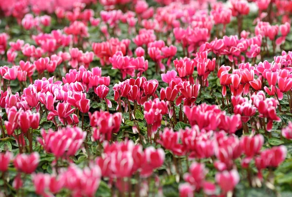 Háttér színes rózsaszín Ciklámen virág — Stock Fotó