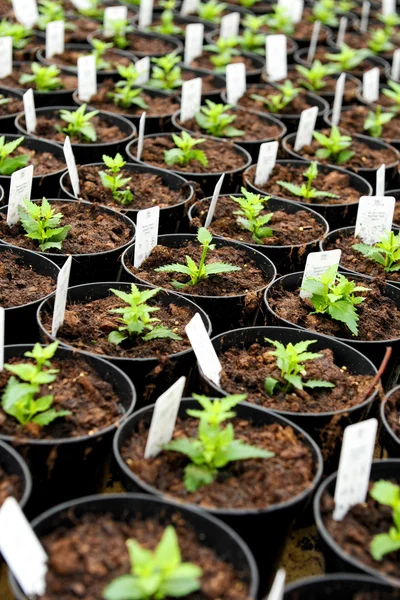 Newly potted nemesia plants in a nursery — Stock Photo, Image