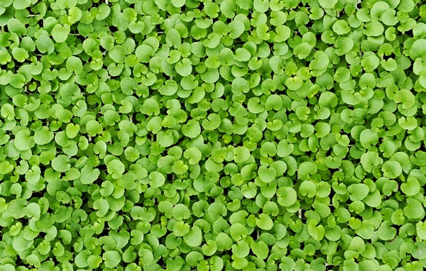 Background texture of small fresh green leaves — Stock Photo, Image