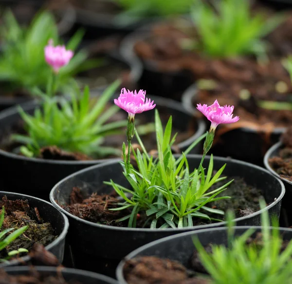 Planta em vaso florescendo com flores cor de rosa — Fotografia de Stock