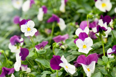 Çok hem de çok alacalı beyaz ve mor Menekşe