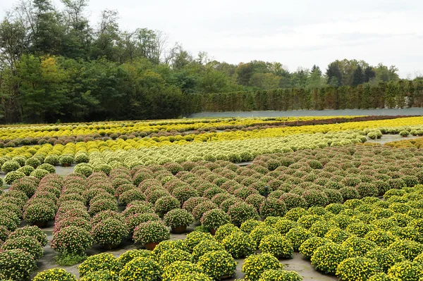 Schönes Feld von Chrysanthemen-Blütenpflanzen — Stockfoto