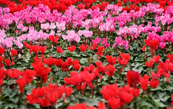 Fleurs de cyclamen roses et rouges colorées — Photo