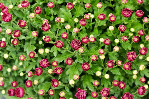 Background of flowering pink chrysanthemum — Stock Photo, Image