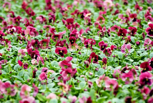Fundo de floração violetas roxas — Fotografia de Stock