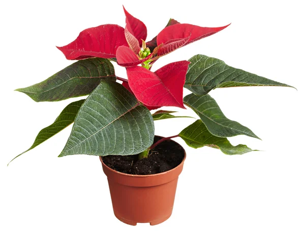 Planta poinsettia envasada vermelha festiva — Fotografia de Stock