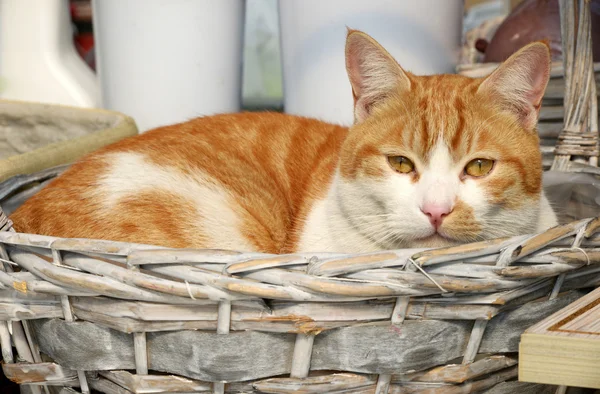 One Orange Adult Cat Resting in a Basket