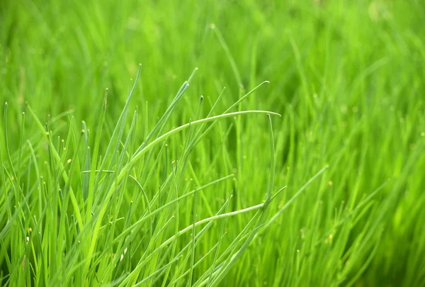 Erba cipollina verde fresca Piante che crescono al giardino — Foto Stock