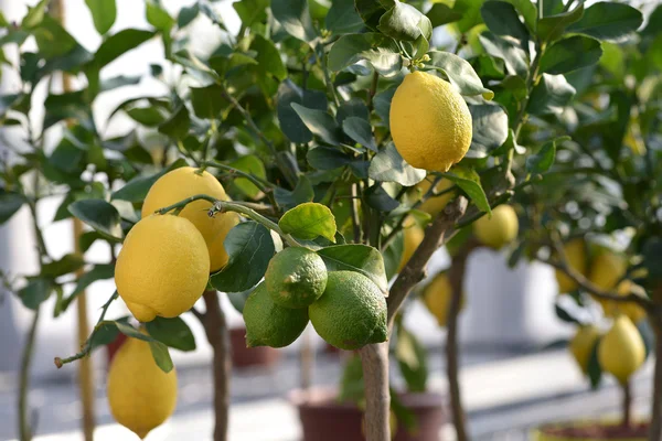Lemon Hijau dan Kuning Sehat Tergantung di Pohon — Stok Foto