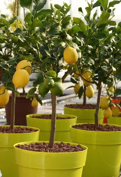 Pohon Lemon Kecil Tumbuh di Pot Kuning — Stok Foto