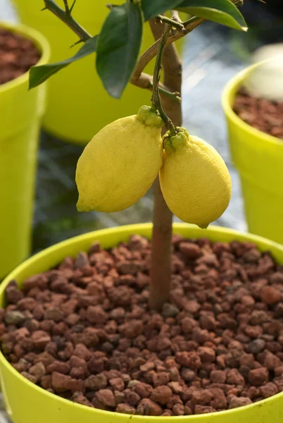 Закройте два лимонных фрукта, висящих на дереве — стоковое фото