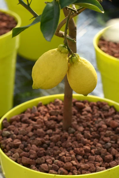 Tutup Two Lemon Fruits Hanging on a Tree — Stok Foto